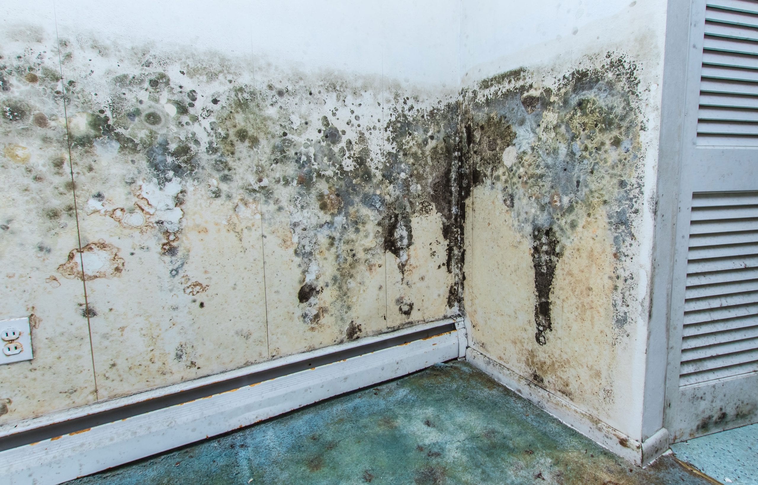 mold removal nampa id
